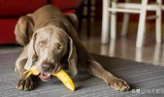 狗狗能不能吃水果 狗能不能吃香蕉